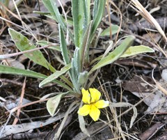 Goodenia willisiana