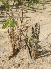 Striga gesnerioides