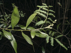 Acacia melanoxylon