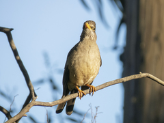 Turdus falcklandii magellanicus