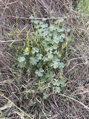 Oxalis californica