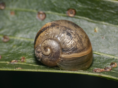 Cornu aspersum