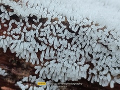 Ceratiomyxa fruticulosa fruticulosa