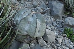 Astrophytum myriostigma