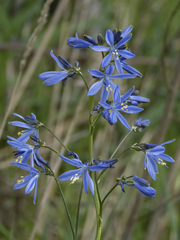 Pasithea caerulea
