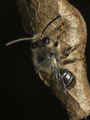 Colletidae