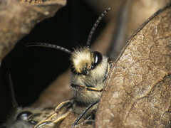 Colletidae