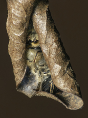 Colletidae