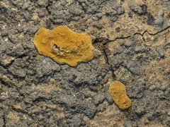 Hymenochaetaceae
