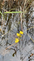 Utricularia foliosa image