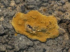 Hymenochaetaceae