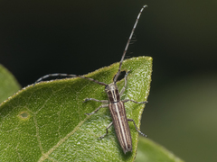Emphytoecia lineolata