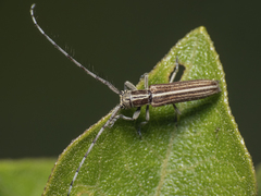 Emphytoecia lineolata