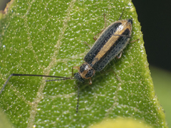 Hylodanacaea