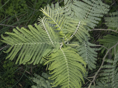 Acacia dealbata
