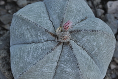 Astrophytum myriostigma