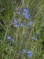 Pasithea caerulea