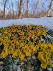 Xanthoria parietina