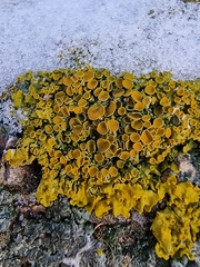 Xanthoria parietina
