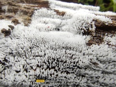 Ceratiomyxa fruticulosa fruticulosa