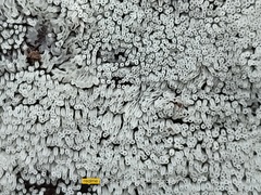 Ceratiomyxa fruticulosa fruticulosa