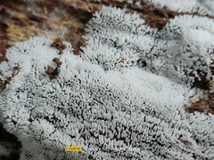 Ceratiomyxa fruticulosa fruticulosa