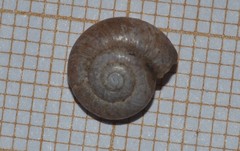 Aegopinella nitidula