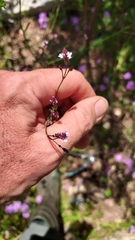 Verbena montevidensis