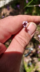 Verbena montevidensis