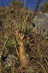 Sedum frutescens