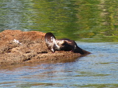 Hydrictis maculicollis