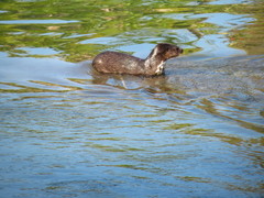 Hydrictis maculicollis
