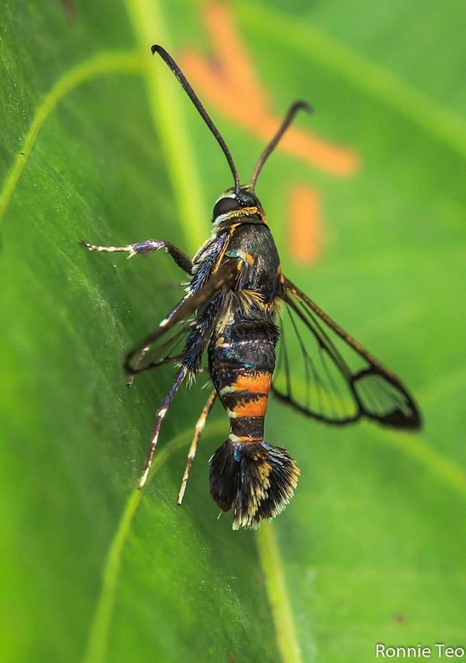 Resplendent Shield Bearer Moth Family Heliozelidae Stock Vector (Royalty  Free) 1389175901