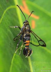 Synanthedon