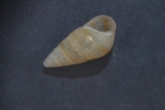 Cingula trifasciata