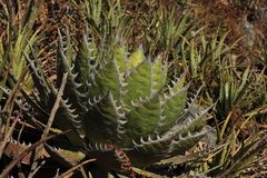 Agave horrida