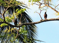Acridotheres tristis