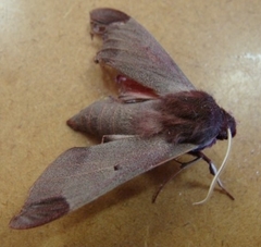 Afroclanis calcarea
