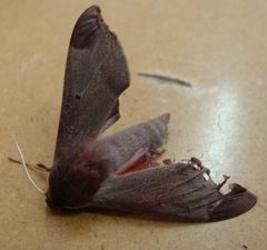 Afroclanis calcarea