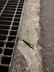 Neohirasea