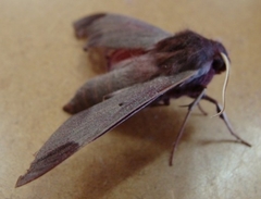 Afroclanis calcarea
