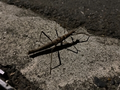 Neohirasea