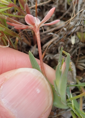 Image of Lapeirousia arenicola by no rights reserved