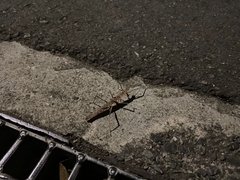 Neohirasea