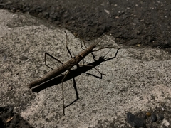 Neohirasea