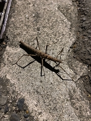 Neohirasea