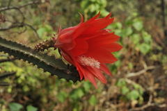 Disocactus speciosus speciosus