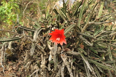 Disocactus speciosus speciosus
