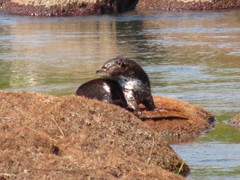 Hydrictis maculicollis
