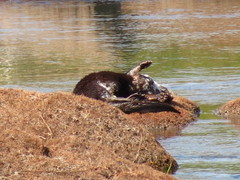 Hydrictis maculicollis